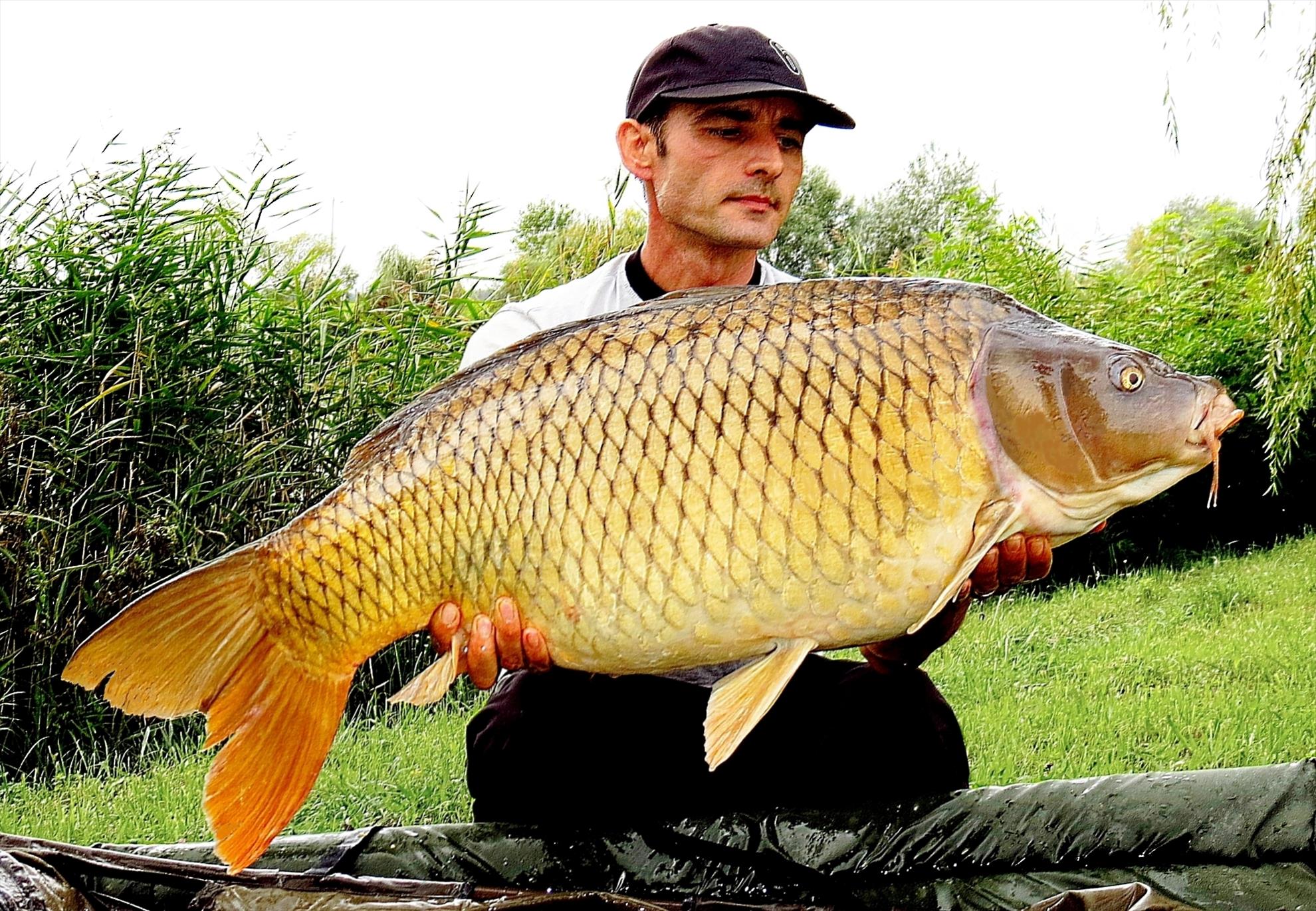 Palici Sep.2014 - img6028-001-comun-1711-kg-la-1410.JPG